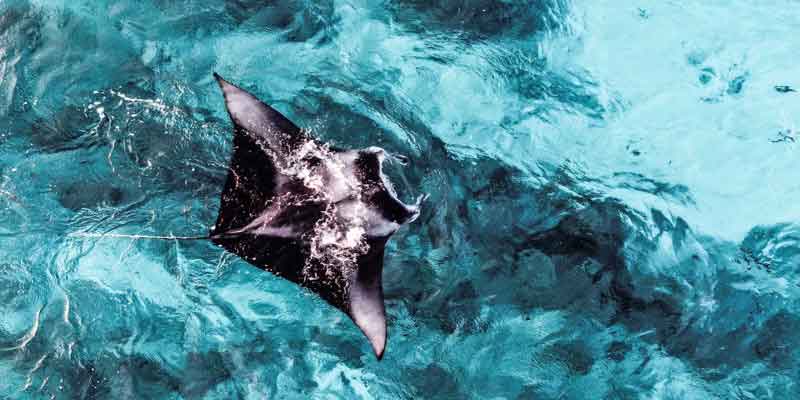 Snorkeling Manta Bay Nusa Penida – Lokasi dan Harganya