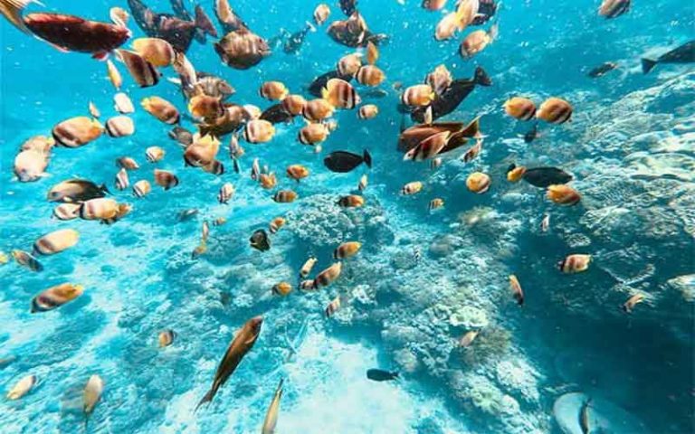 Crystal Bay Nusa Penida Bali Paket Tour Nusa Penida Dan Lembongan